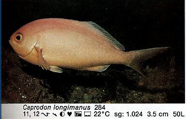 Caprodon longimanus